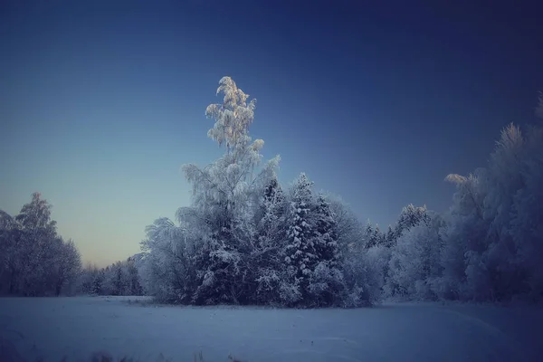 Abstrakt Bakgrund Landskap Vinter Skog Frost Täckt Träd Grenar Snöigt — Stockfoto