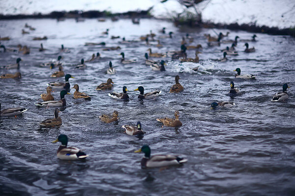 зимние птицы / стаи птиц, зимнее озеро, дикие птицы на зимнем озере, сезонные, мигрирующие утки
