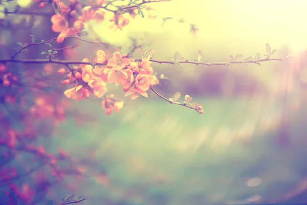 Нежные Весенние Цветы Фон Красивая Картина Цветущих Ветвей — стоковое фото