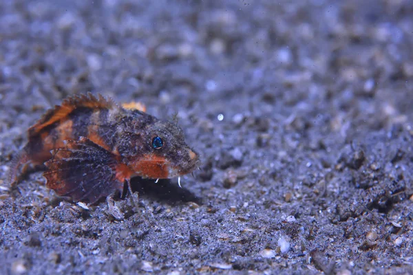 scorpion underwater photo / underwater view of the landscape, beautiful poisonous fish