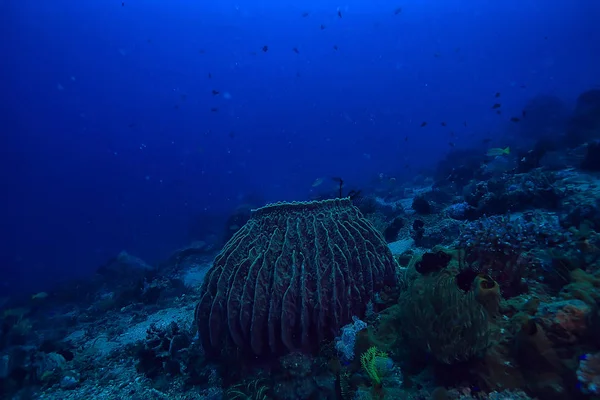 underwater sponge marine life / coral reef underwater scene abstract ocean landscape with sponge