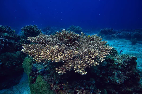 水中世界 青い海の荒野 世界の海 素晴らしい水中 — ストック写真