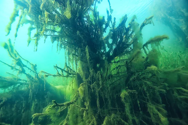 太陽光線川水中風景 抽象的な水中景観植物新鮮な生態系 — ストック写真