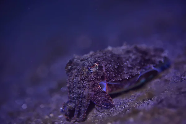 水中世界のイカ 太平洋における海洋生物野生動物の潜水 — ストック写真