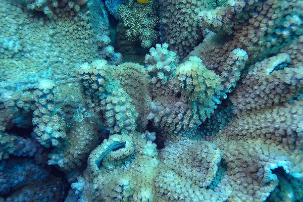 Coral Reef Makro Tekstura Abstrakcyjny Ekosystem Morski Tło Rafie Koralowej — Zdjęcie stockowe