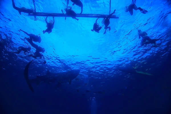 Snorkeling Whale Shark Filipinas Mergulho Com Tubarões Cena Subaquática — Fotografia de Stock