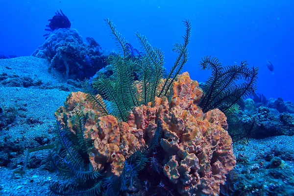 Морська Екосистема Підводний Вид Синій Океан Дика Природа Морі Абстрактний — стокове фото