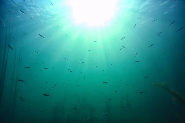 Oceano Acqua Blu Sfondo Sott Acqua Raggi Sole Astratto Blu — Foto Stock