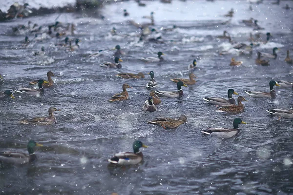 Überwinterungsvögel Vogelschar Wintersee Wildvögel Wintersee Saisonale Zugvögel — Stockfoto