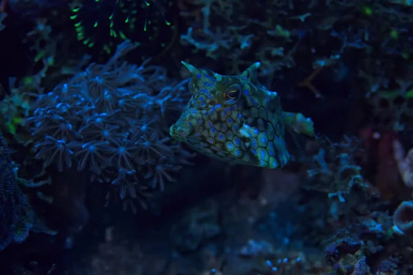魚牛水中 エキゾチックな小さな魚の水中シーン 海のサンゴ礁 Crani — ストック写真