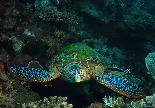 sea turtle underwater / exotic nature sea animal underwater turtle