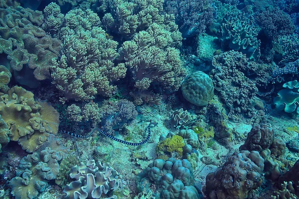 Barriera Corallina Laguna Corallina Sottomarina Marina Ecosistema Oceanico — Foto Stock