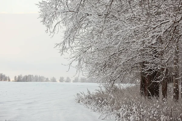 Vinter Landskap Skogen Snöigt Väder Januari Vackra Landskap Den Snöiga — Stockfoto