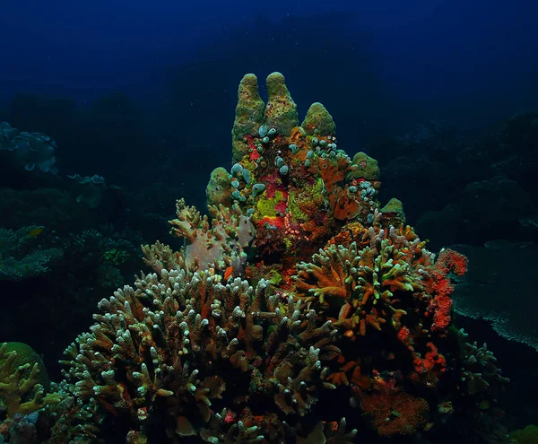 水中世界 青い海の荒野 世界の海 素晴らしい水中 — ストック写真