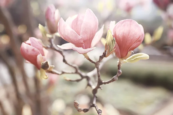 Magnolia Blossom Voorjaar Tuin Mooie Bloemen Lente Achtergrond Roze Bloemen — Stockfoto