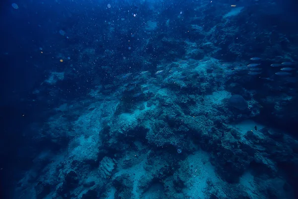 海の生態系の下で Scad Exe あなただけ抱き 青の背景に魚の大学校 抽象的な魚の生きている — ストック写真