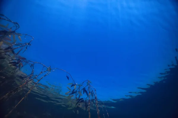 Katastrophenökologie Fluss Unter Wasser Verschmutzung Der Landschaft Ökologie Unter Wasser — Stockfoto