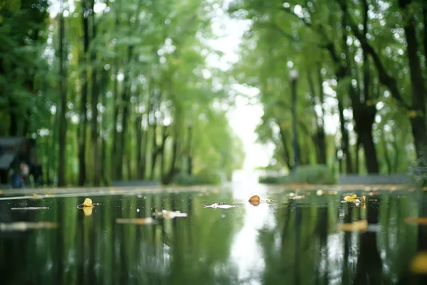 Queda Folhas Molhadas Fundo Outono Fundo Folhas Amarelas Caídas Das — Fotografia de Stock