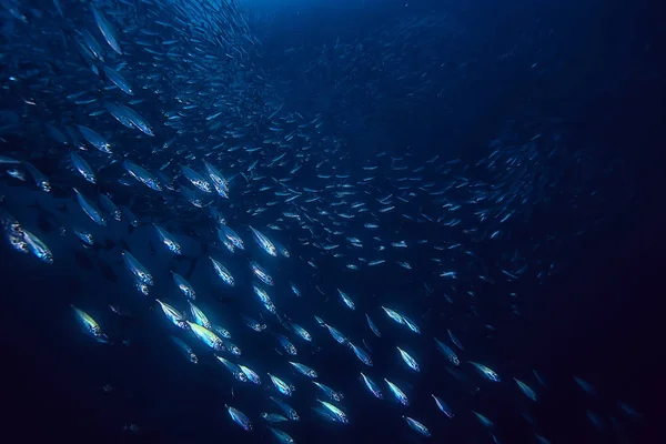 Cena Subaquática Recife Coral Mundo Oceano Paisagem Vida Selvagem — Fotografia de Stock