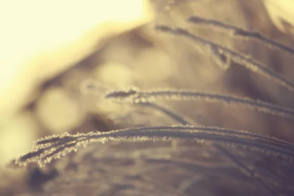 抽象背景风景冬天森林或霜被盖的树分支 雪的天气圣诞节背景 — 图库照片