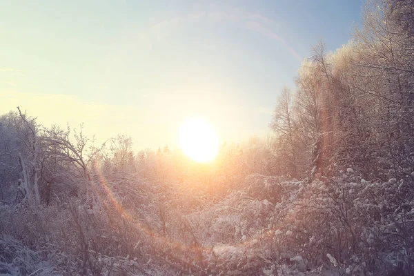 Zonsondergang Winter Bos Februari Zonsondergang Het Park Sneeuw Bos Zon — Stockfoto