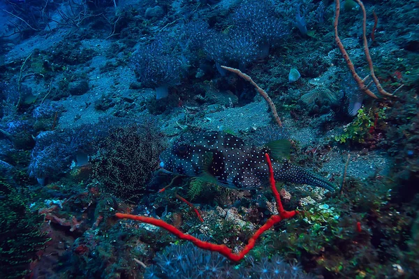 Sualtı Dünyası Mavi Deniz Vahşi Dünya Okyanusu Inanılmaz Sualtı — Stok fotoğraf