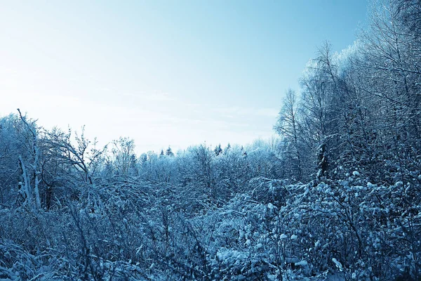 Winterlandschaft Wald Schneewetter Januar Schöne Landschaft Verschneiten Wald Ein Ausflug — Stockfoto