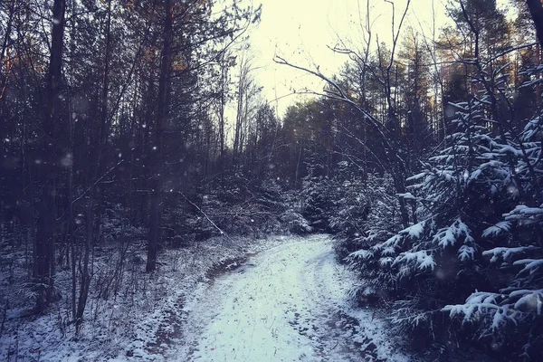 Inverno Aldeia Russa Paisagem Inverno Floresta Rússia Árvores Cobertas Neve — Fotografia de Stock