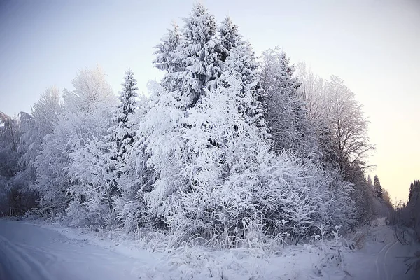 Hiver Dans Village Russe Paysage Hivernal Forêt Russie Arbres Enneigés — Photo