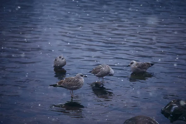 Wintering Birds Bird Flock Winter Lake Wild Birds Winter Lake — Stock Photo, Image