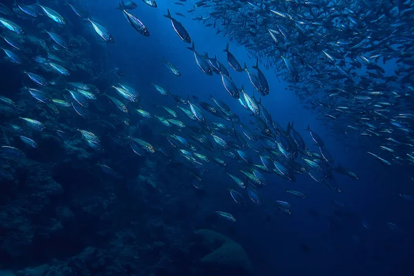 Scad Jamb Sotto Ecosistema Acqua Mare Grande Scuola Pesci Sfondo — Foto Stock