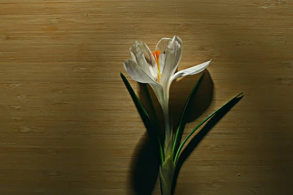 Beyaz Crocus Bahar Çiçek Bahar Soyut Arka Plan Doğa Kavramı — Stok fotoğraf