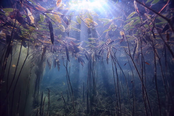 Swamp underwater landscape abstract / sunken trees and algae in clear water, ecology underwater world