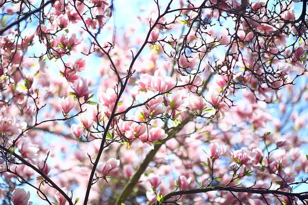 Magnolia Blossom Voorjaar Tuin Mooie Bloemen Lente Achtergrond Roze Bloemen — Stockfoto