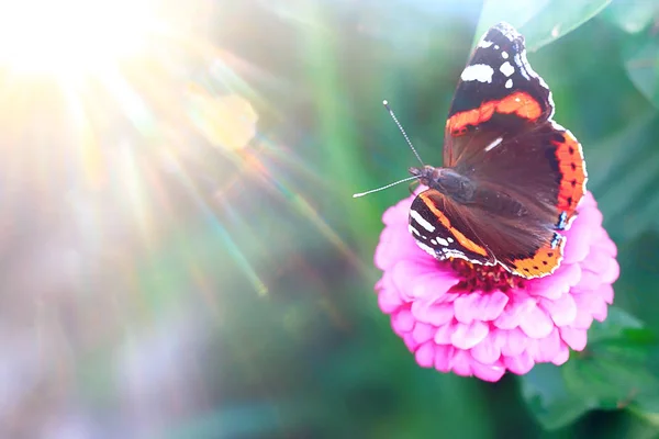 Papillon Sur Une Fleur — Photo