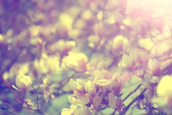 Τρυφερή Άνοιξη Λουλούδια Φόντο Όμορφη Εικόνα Του Ανθοφορία Κλαδιά — Φωτογραφία Αρχείου