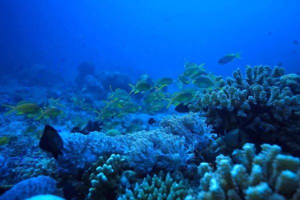 Korallenriff Unter Wasser Meereskorallenlagune Ökosystem Ozean — Stockfoto