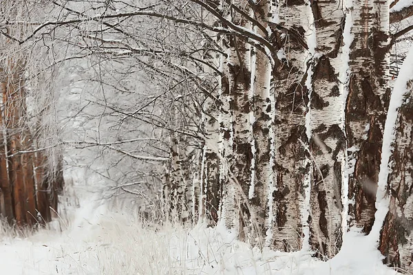 Zimní Park Panoráma Zimě Počasí Krajinný Sníh Město Stromy Městském — Stock fotografie