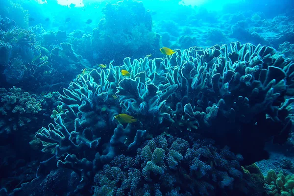 海洋生態系水中ビュー 青い海の野生の自然 抽象的な背景 — ストック写真