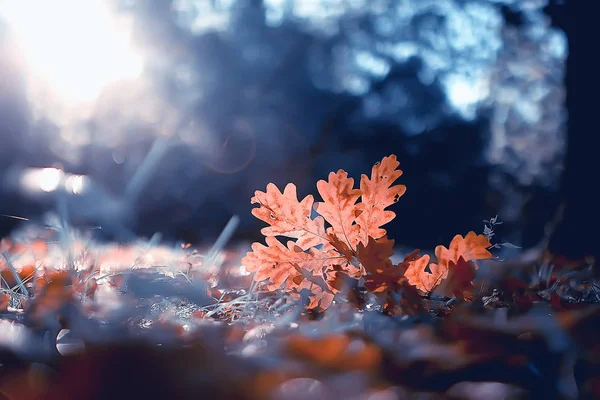 Paysage Automne Fond Avec Des Feuilles Jaunes Jour Ensoleillé Automne — Photo