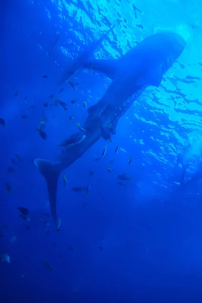 クジラのサメシーン風景 抽象的な水中の大きな海の魚 ダイビング シュノーケリング — ストック写真