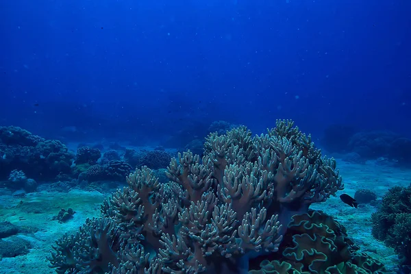 Podwodny Świat Błękitne Morze Pustyni Świat Oceanu Niesamowite Podwodne — Zdjęcie stockowe