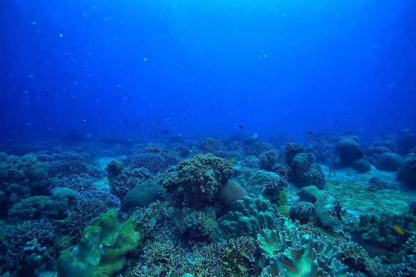 サンゴ礁水中 ラグーン 水中風景 シュノーケリング旅行 — ストック写真