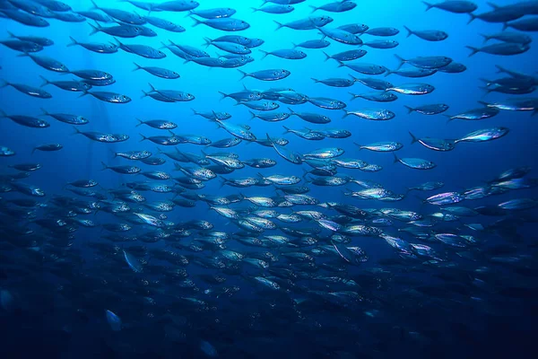 Beaucoup Petits Poissons Dans Mer Sous Eau Colonie Poissons Pêche — Photo