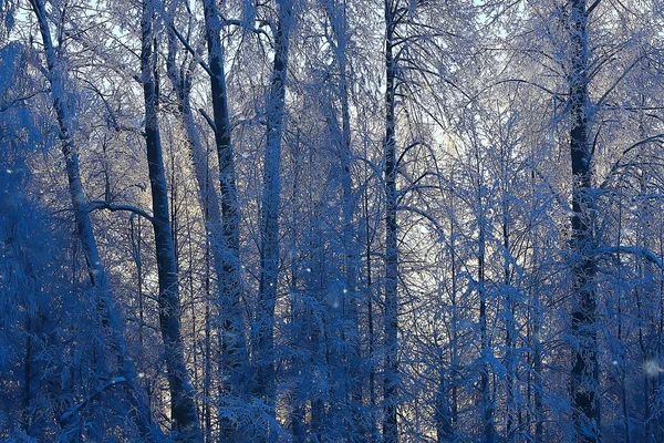 Vinter Park Stadsbilden Vinter Väder Landskap Snö Stad Träd Stads — Stockfoto