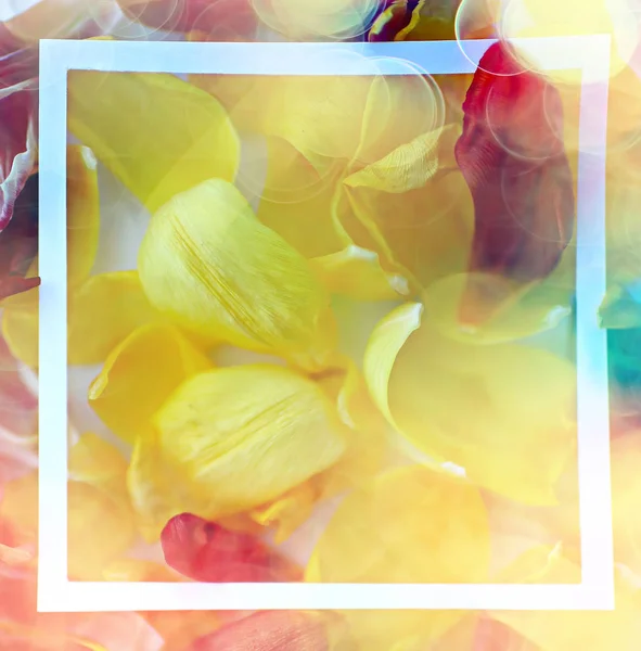 Yellow Petals Background Abstract Background Spring Flower Petals Frame — Stock Photo, Image