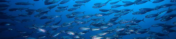 Beaucoup Petits Poissons Dans Mer Sous Eau Colonie Poissons Pêche — Photo