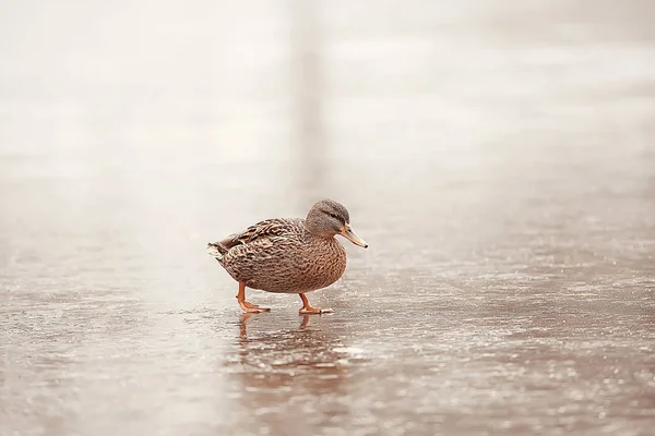 Aves Invernantes Bandada Aves Lago Invierno Aves Silvestres Lago Invierno —  Fotos de Stock