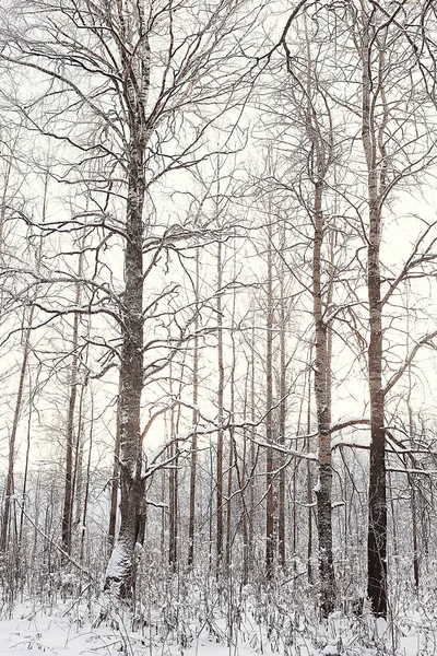 Vinter Landskap Skogen Snöigt Väder Januari Vackra Landskap Den Snöiga — Stockfoto