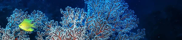 Gorgonian Large Branching Coral Reef Seascape Underwater Life Ocean — стоковое фото